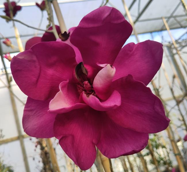 Magnolia 'Anne Leitner'