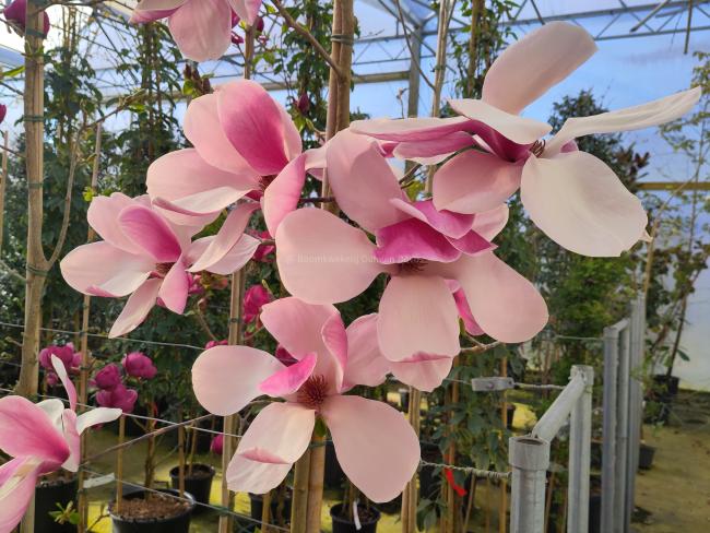 Magnolia 'Big Dude'