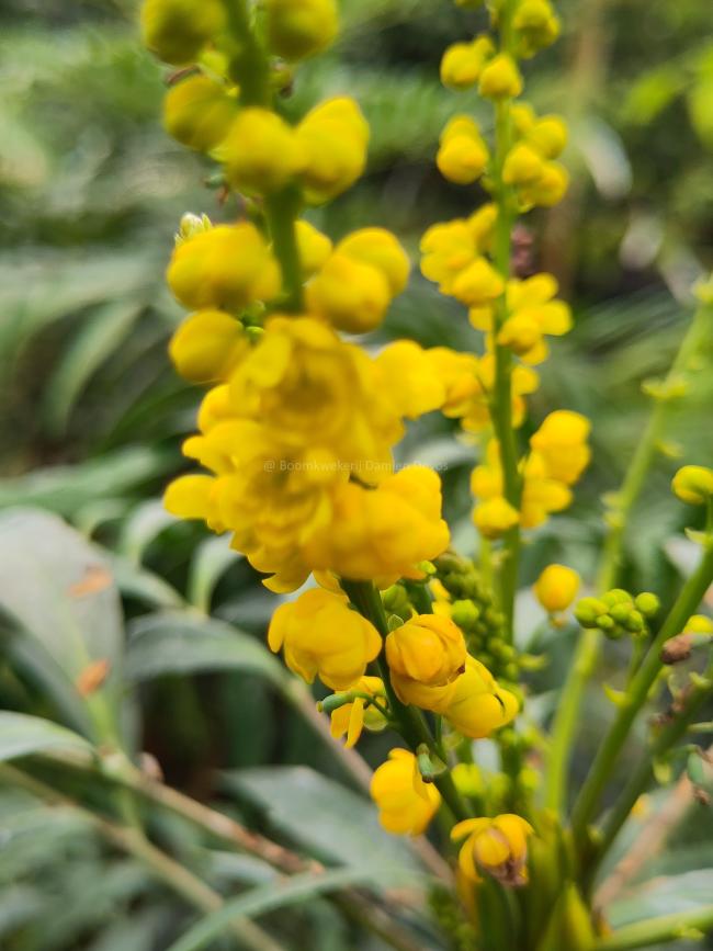Mahonia confusa 'Narihira'