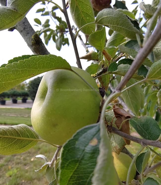 Malus domestica 'Reinette De France'