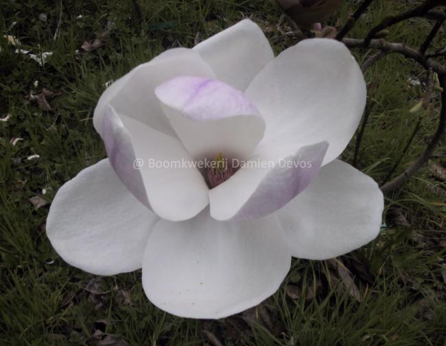 Magnolia 'Eskimo'
