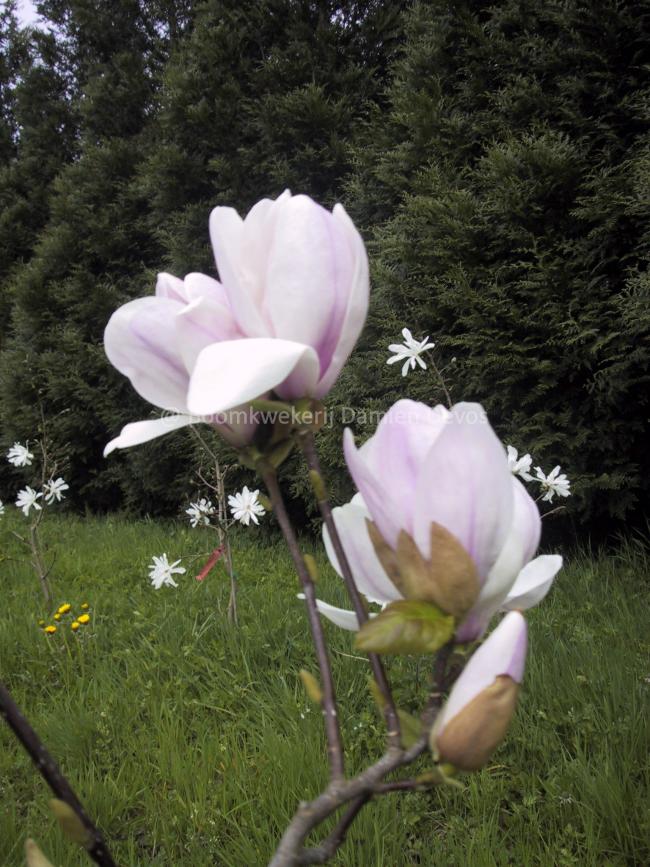 Magnolia 'Eskimo'