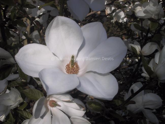 Magnolia kobus 'Janaki Ammal'