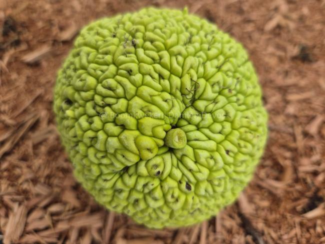 Maclura pomifera 'Cannonball'