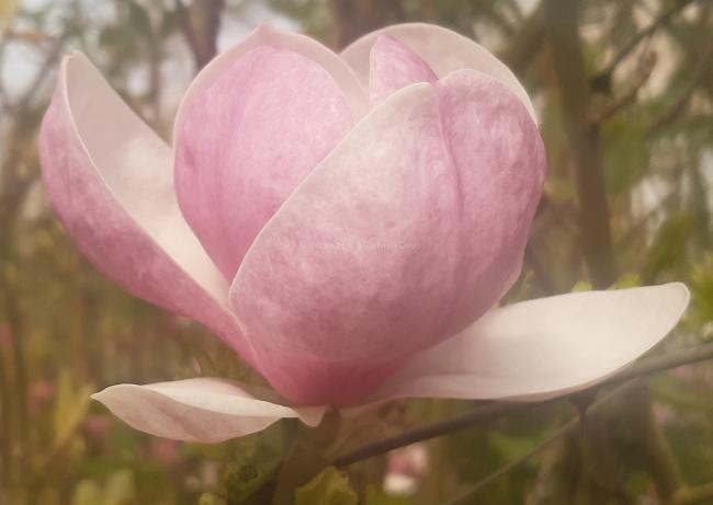 Magnolia soulangeana 'Rustica Rubra' (x)