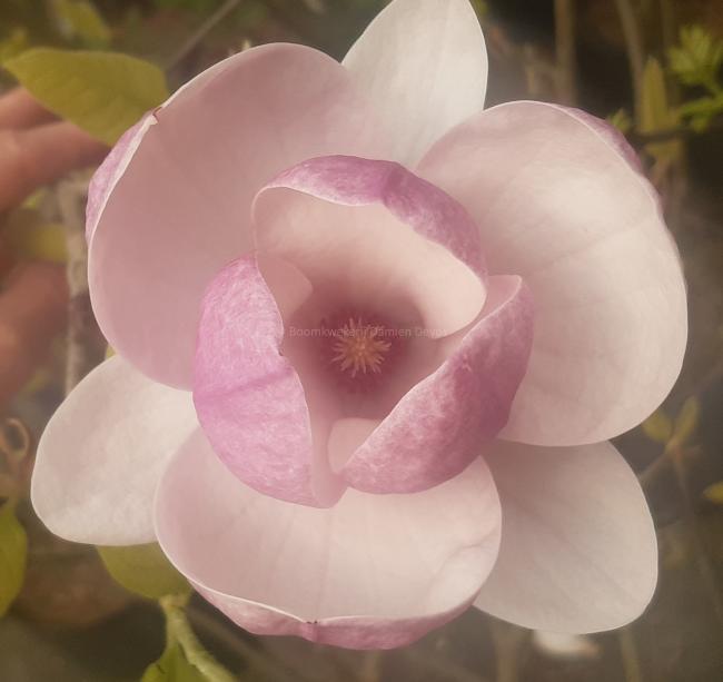 Magnolia soulangeana 'Rustica Rubra' (x)