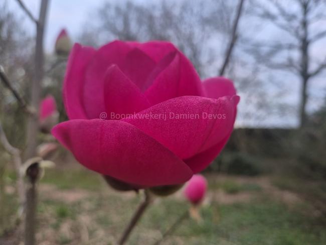 Magnolia 'Watermelon' ®