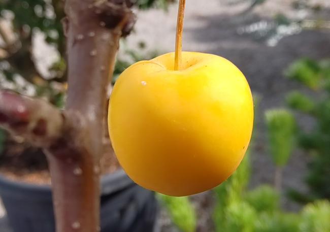 Malus 'Wintergold'