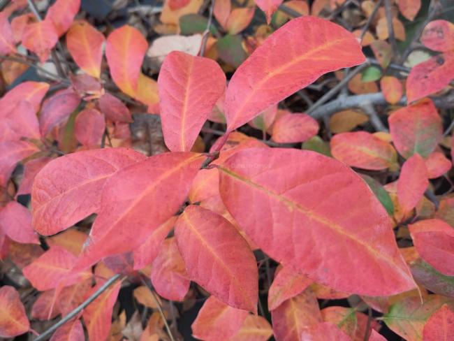 Nyssa sylvatica 'Red Red Wine'