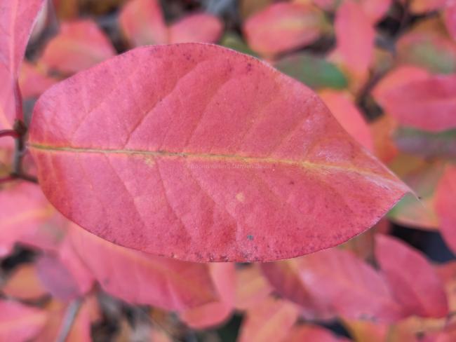 Nyssa sylvatica 'Red Red Wine'