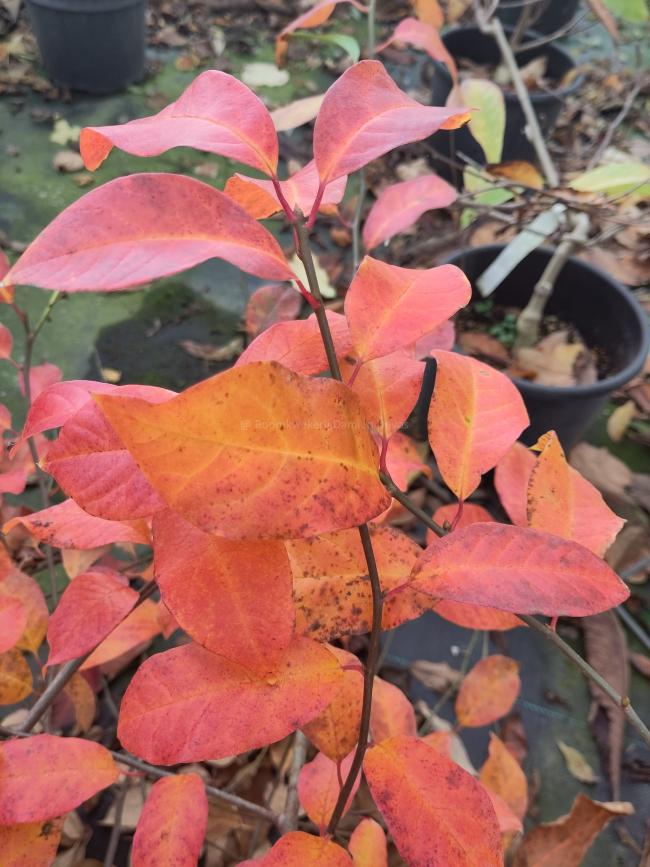 Nyssa sylvatica 'Red Red Wine'