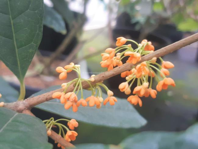 Osmanthus fragrans 'Aurantiacus'
