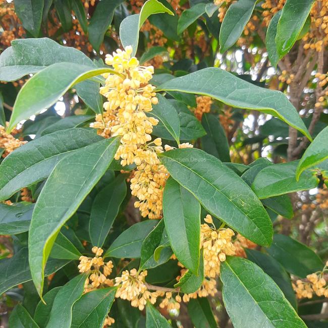 Osmanthus fragrans 'Aurantiacus'