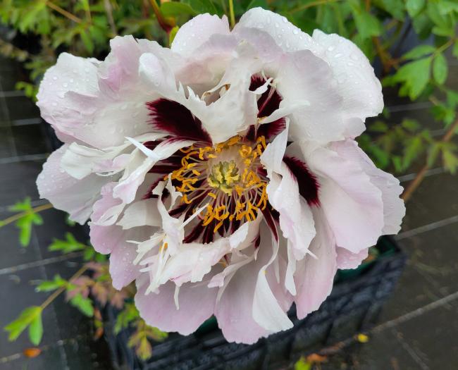Paeonia rockii 'Su Sha Chan Yi'