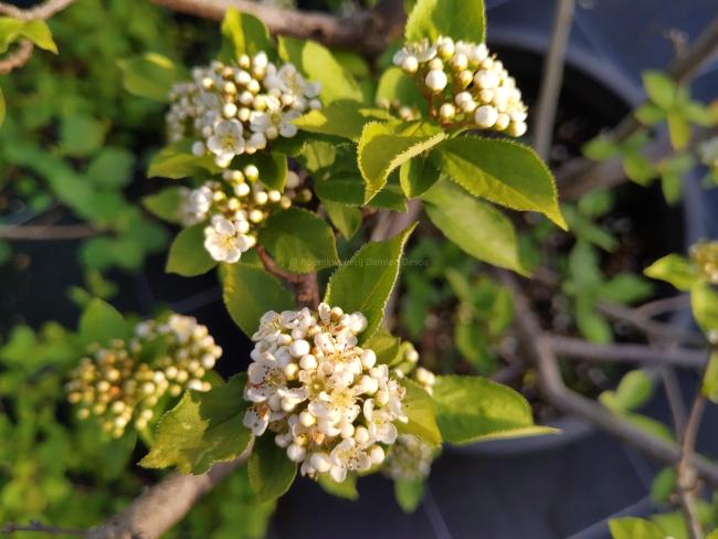 Photinia villosa