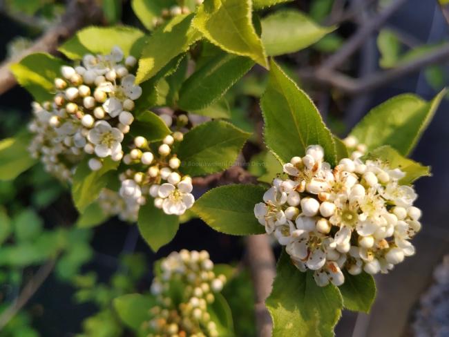 Photinia villosa