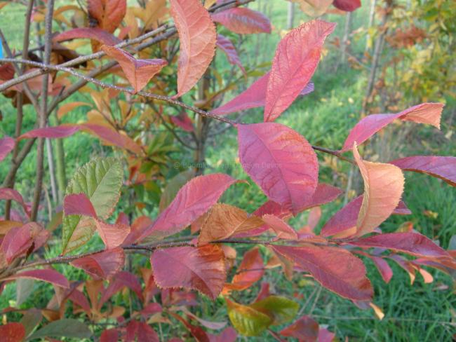 Photinia villosa
