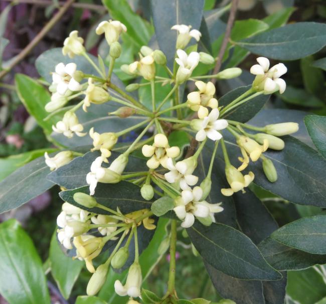 Pittosporum heterophyllum