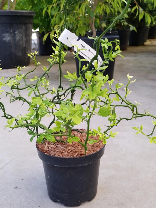 Poncirus trifoliata 'Flying Dragon'