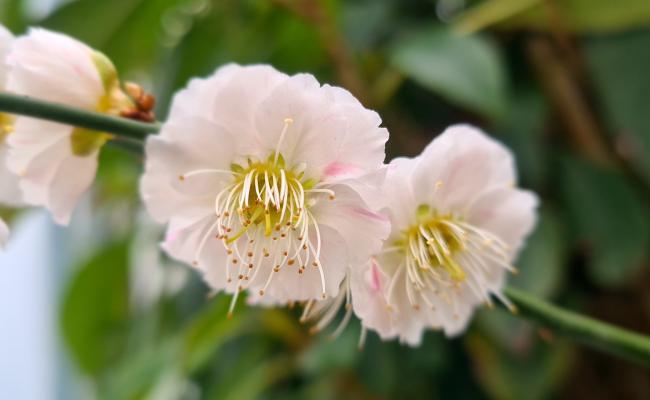 Prunus mume 'Bridal Veil'