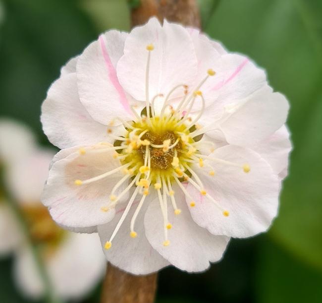 Prunus mume 'Bridal Veil'