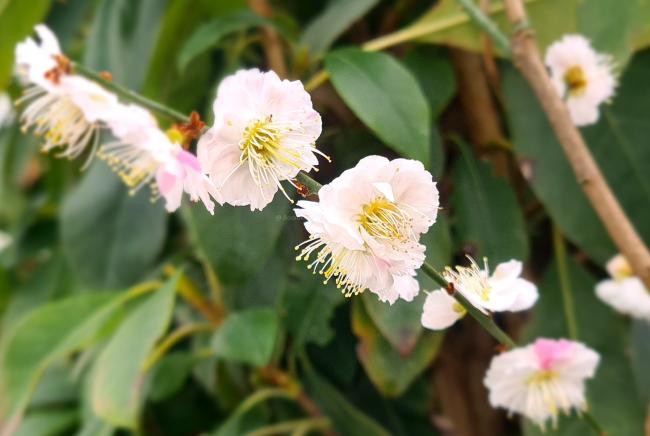 Prunus mume 'Bridal Veil'