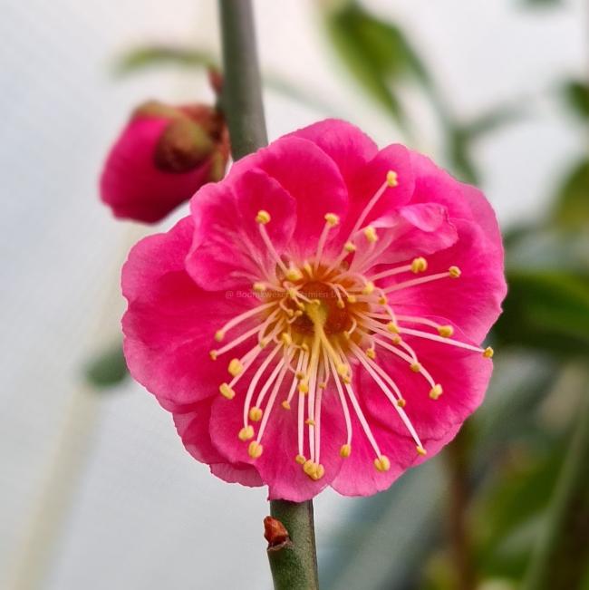 Prunus mume 'Nr 16'