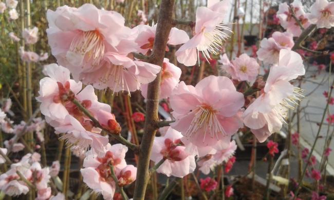 Prunus mume 'Omoi-no-mama'