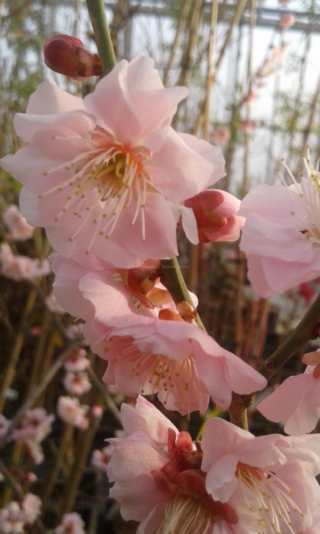 Prunus mume 'Omoi-no-mama'