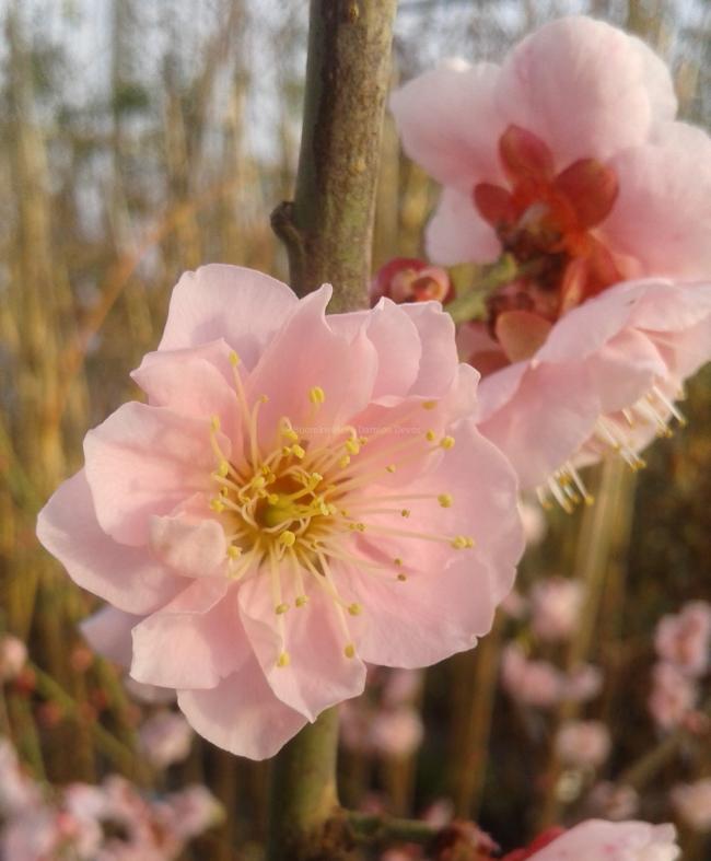 Prunus mume 'Omoi-no-mama'