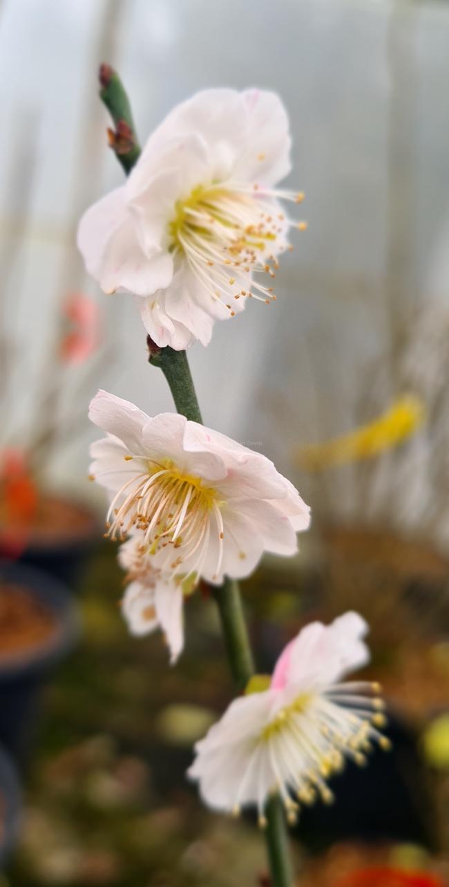 Prunus mume 'Omoi-no-mama'