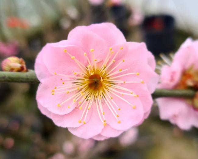 Prunus mume 'Omoi-no-mama'
