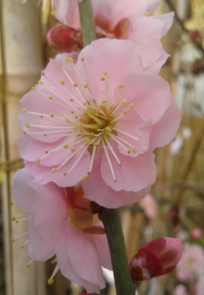 Prunus mume 'Omoi-no-mama'