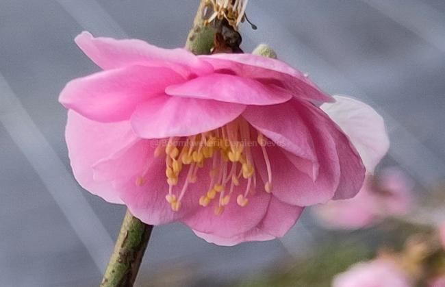 Prunus mume 'Pendula'