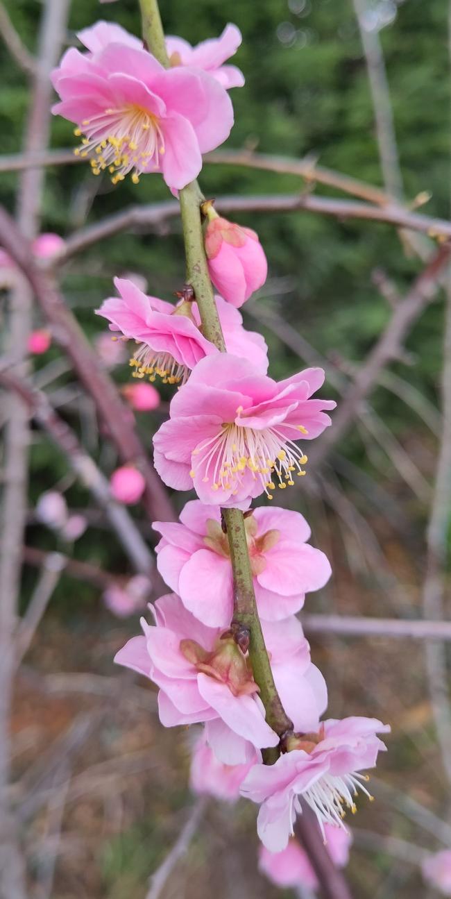 Prunus mume 'Pendula'