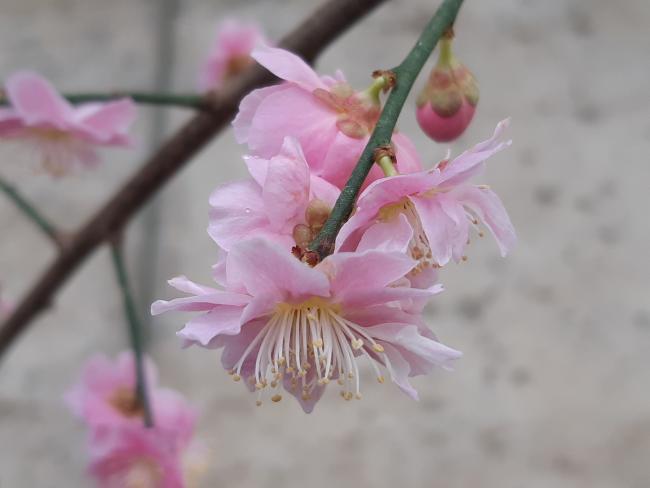 Prunus mume 'Pendula'