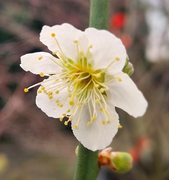 Prunus mume 'Tojibai'