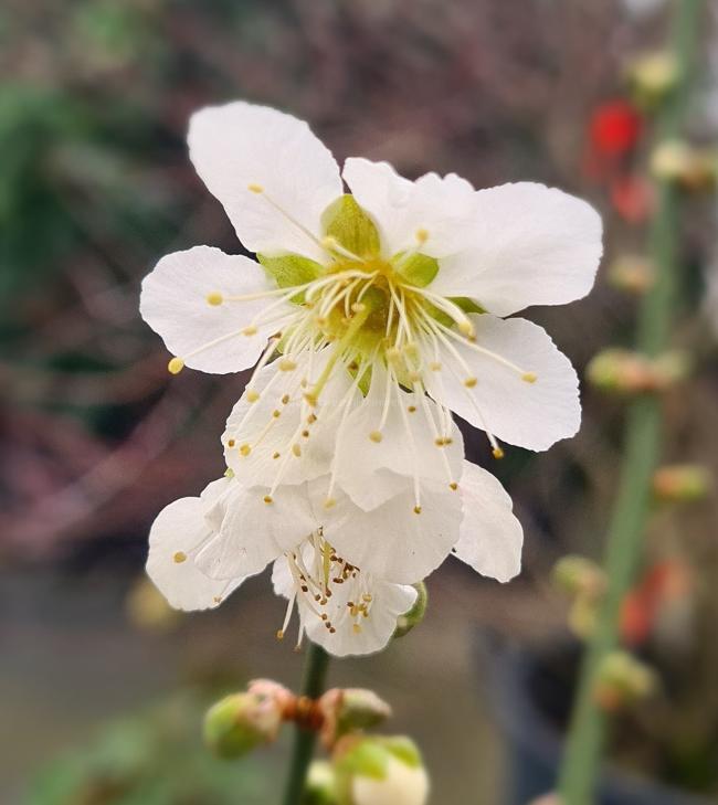 Prunus mume 'Tojibai'