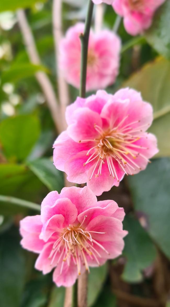 Prunus mume 'Yuh-hwa'