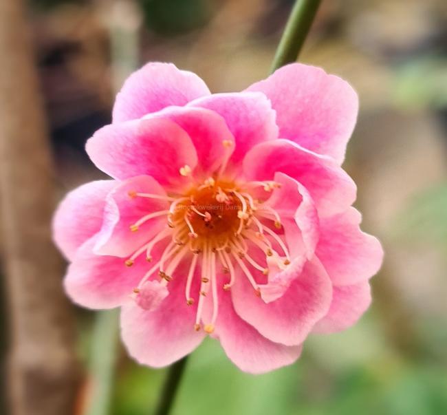 Prunus mume 'Yuh-hwa'