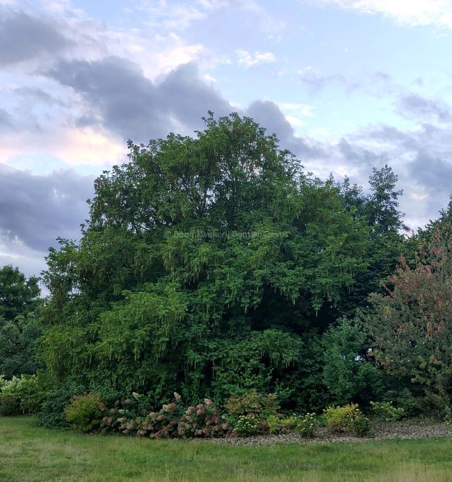 Pterocarya stenoptera