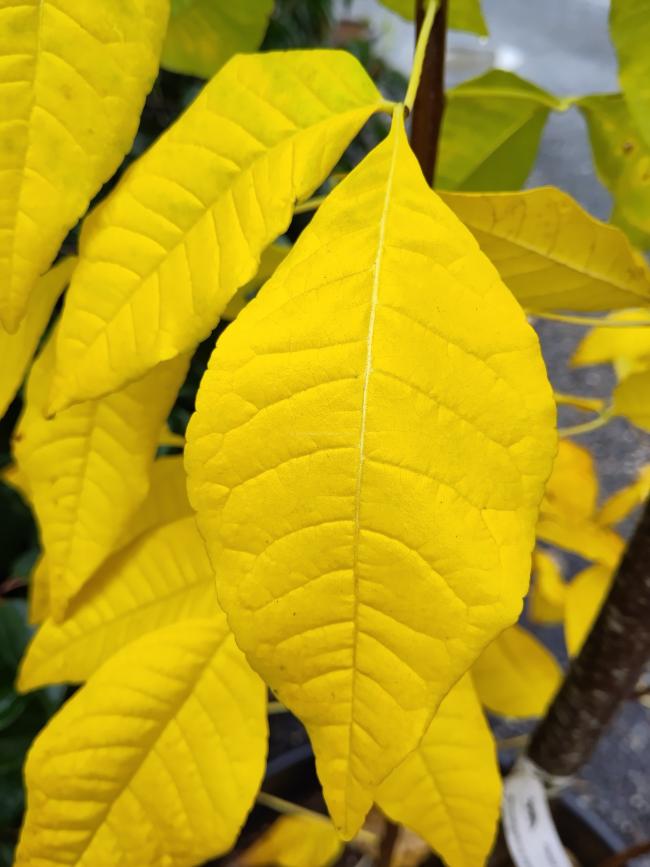 Ptelea trifoliata 'Aurea'