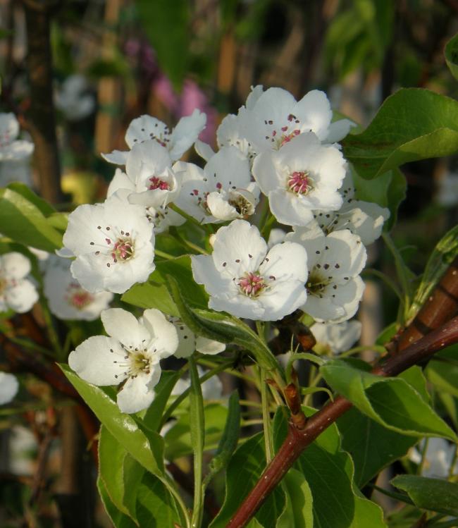 Pyrus calleryana 'Aristocrat'