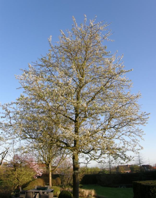 Pyrus calleryana 'Aristocrat'
