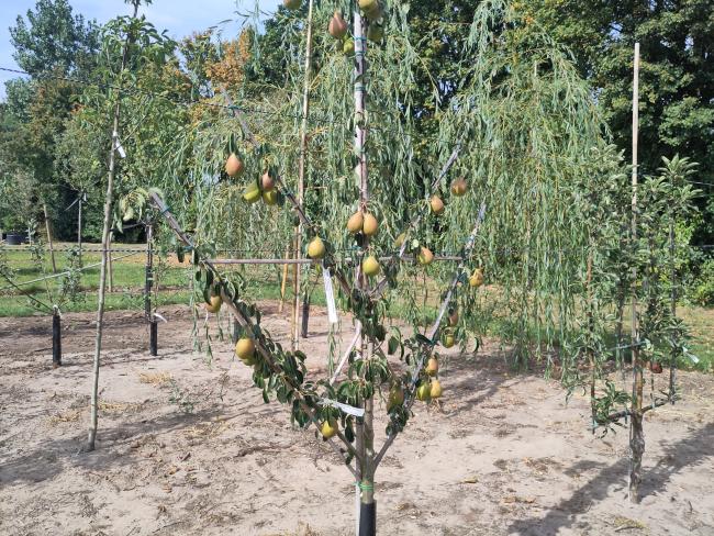 Pyrus communis 'Bonne Louise d'Avranches'
