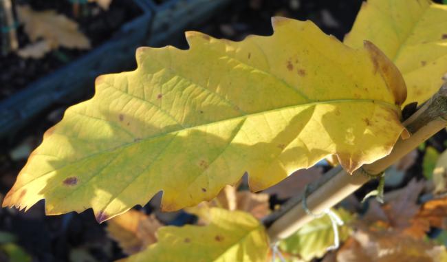 Quercus hickelii (x)