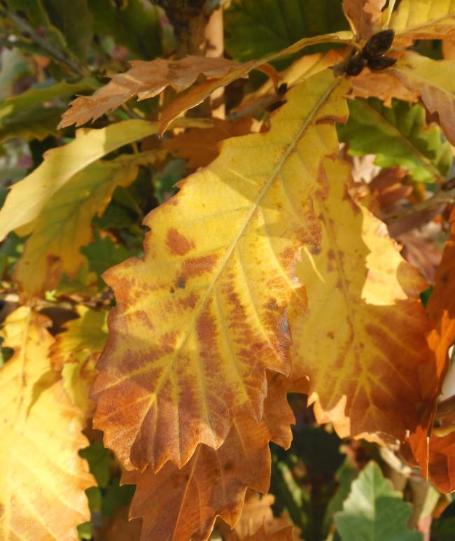 Quercus hickelii (x)