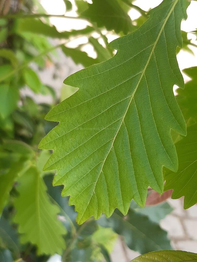Quercus mongolica