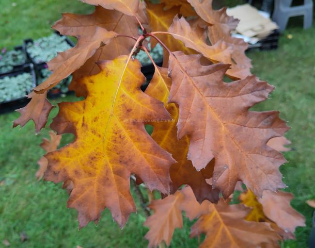 Quercus rubra 'Bolte's Gold'