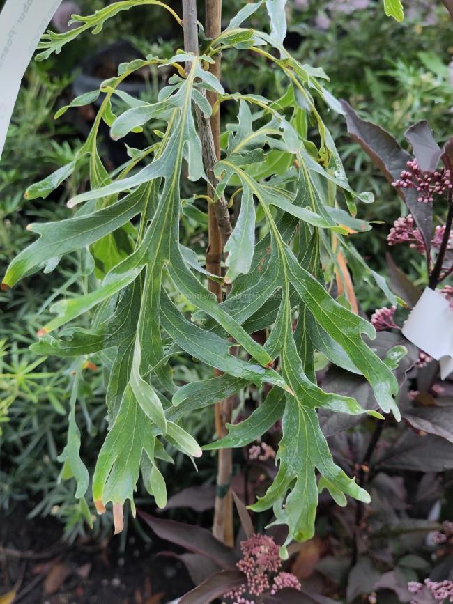 Quercus robur 'Posnania'